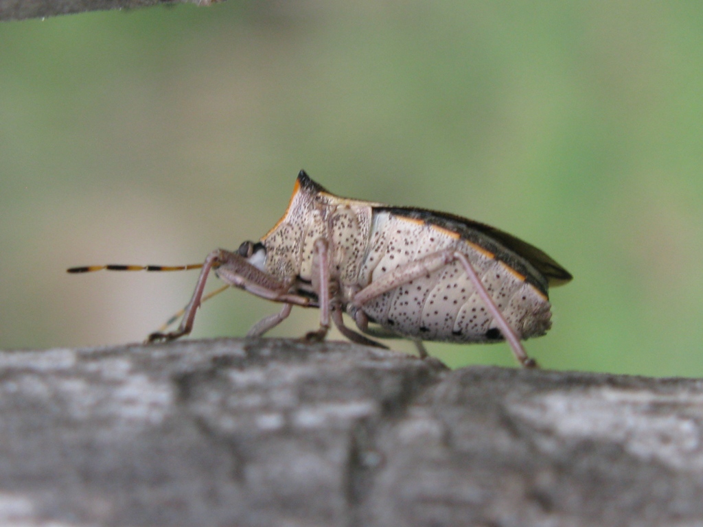 Pentatomidae: Picromerus nigridens del Lazio (VT)